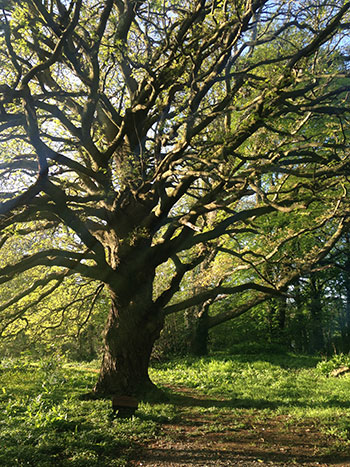 Lucombe Oak