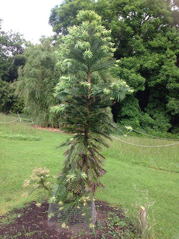 Wollemi Pine