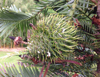 Wollemi Pine detail