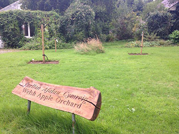 Welsh Heritage Fruit Orchard